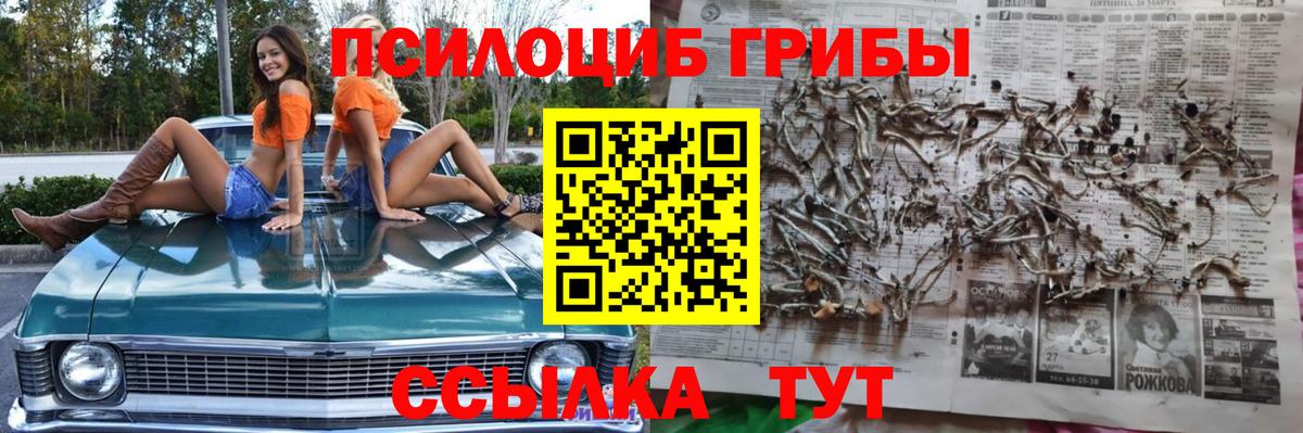 Полевской  что такое   Псилоцибиновые грибы прущие грибы  Вход с VPN  Галлюциногенные грибы Psilocybe 